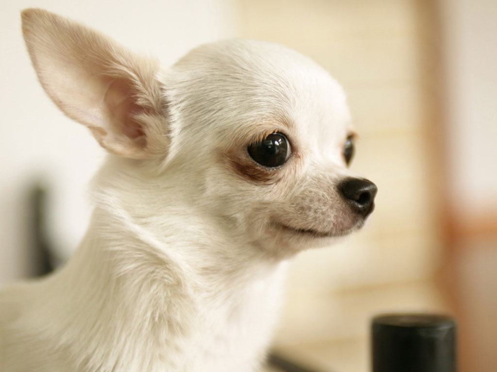 Hình ảnh chó chihuahua trắng dễ thương