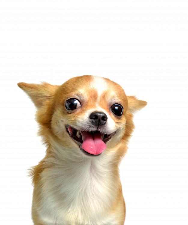 Hình ảnh giống chó Chihuahua