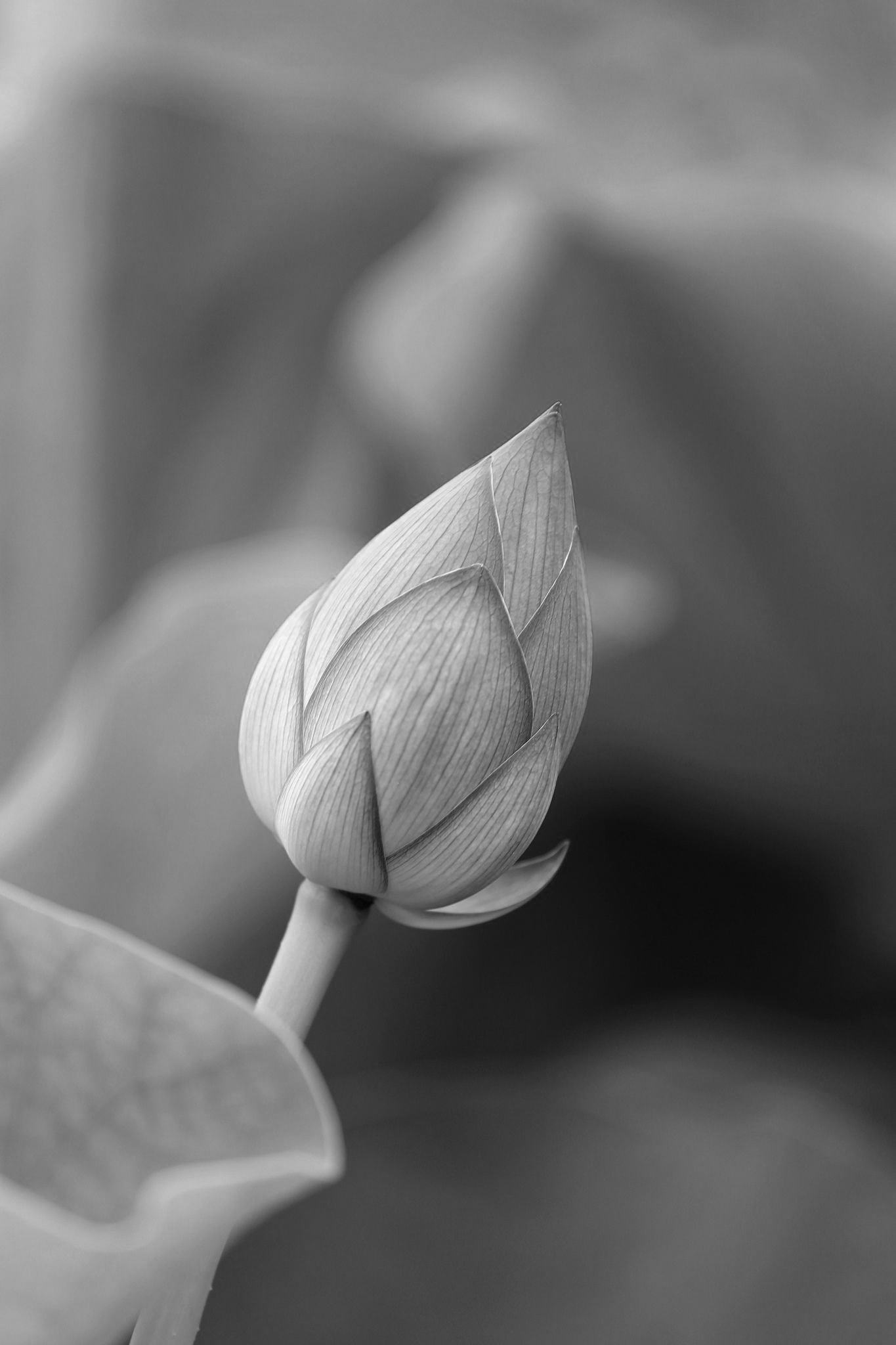 Hình nền hoa sen trắng đen đẹp nhất - Trung Tâm Đào Tạo Việt Á