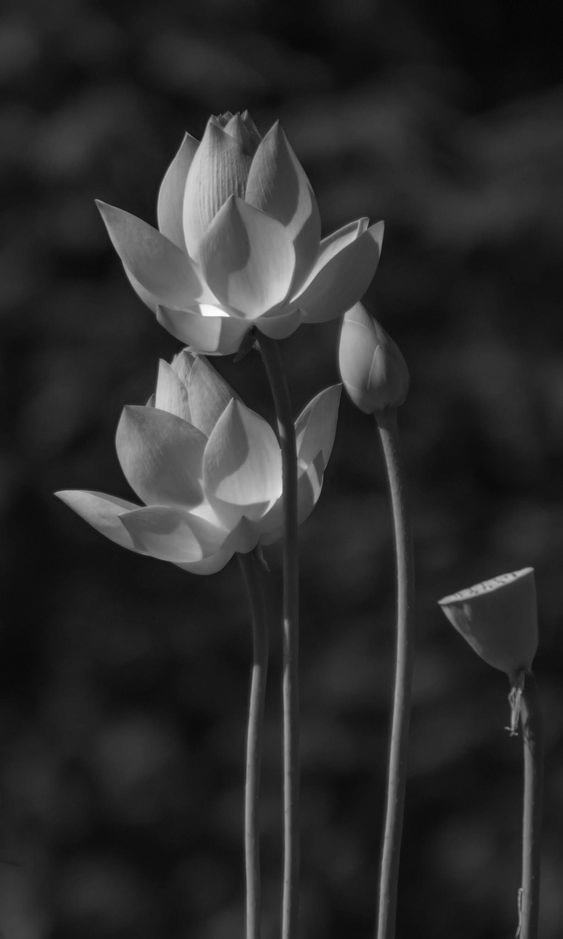 Hình ảnh hoa sen đen trắng đẹp