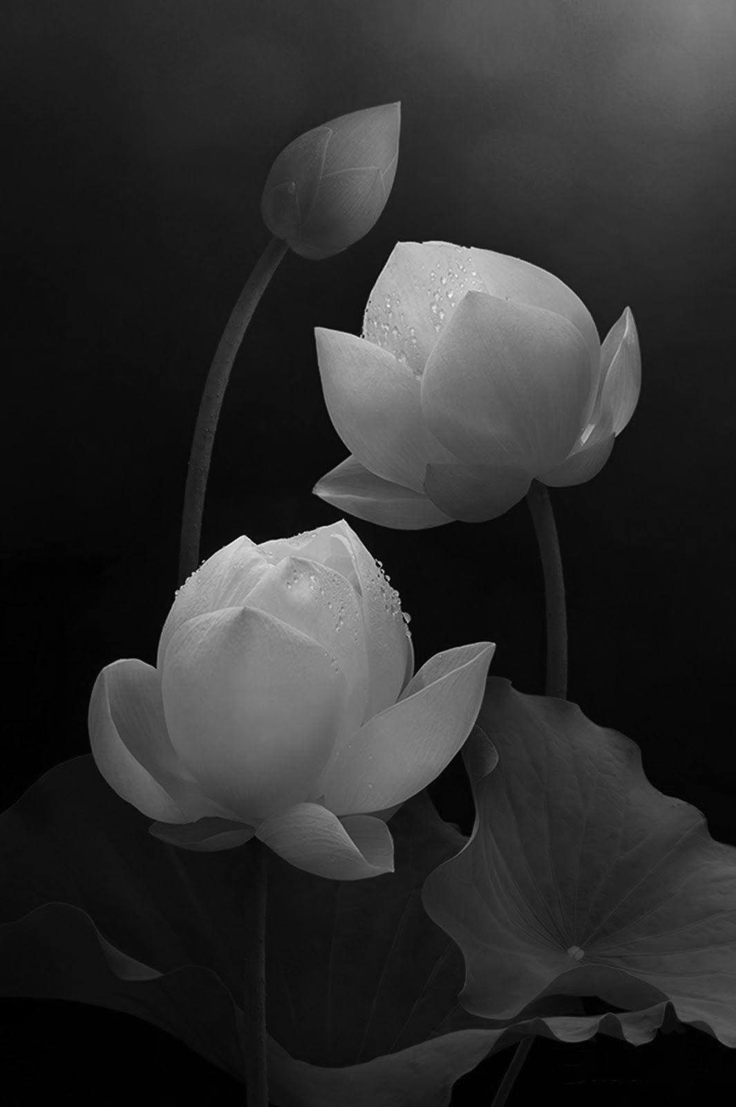 Hoa sen đen trắng đẹp nhất