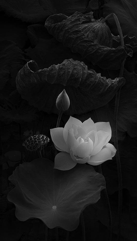 Hình nền hoa sen đen trắng siêu đẹp