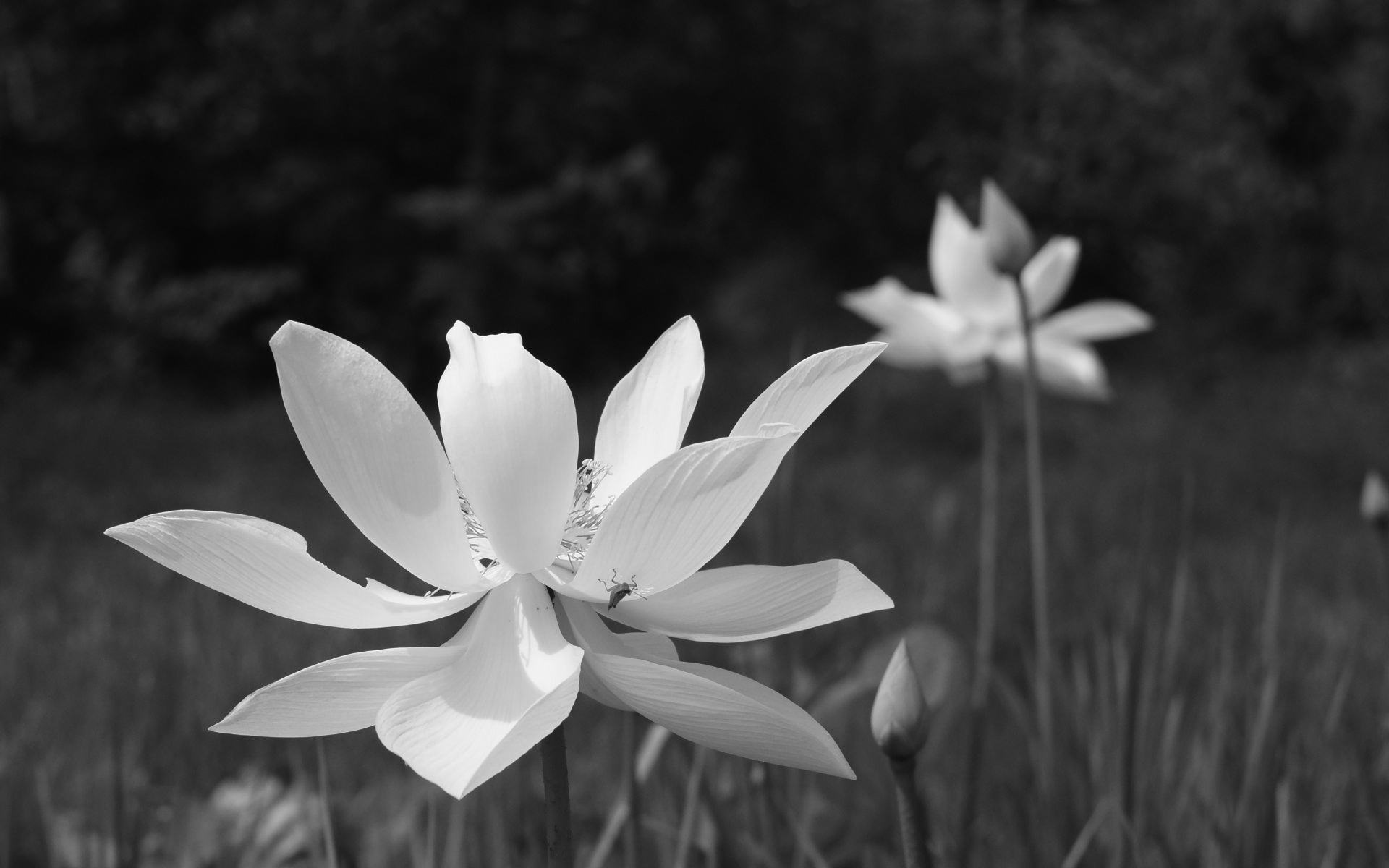 Hoa sen đen trắng đẹp nhất
