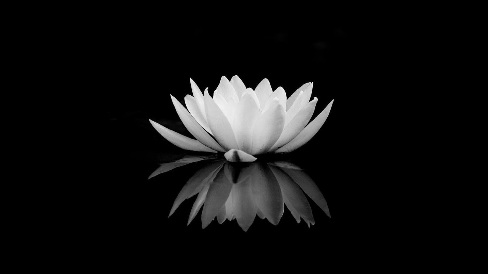 Hoa sen đen trắng