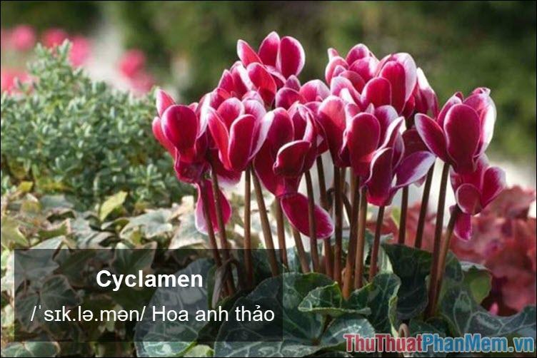 hoa anh thảo
