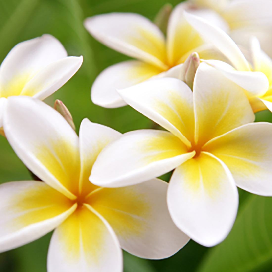 Hình ảnh Hoa Sứ  Loài hoa tượng trưng cho vẻ đẹp và sự khởi đầu