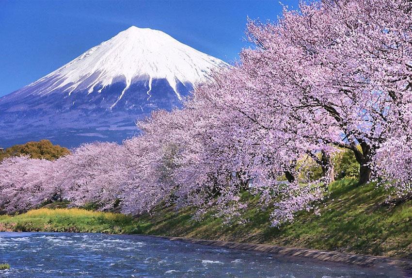 Hình ảnh núi Phú Sĩ vào mùa hoa anh đào
