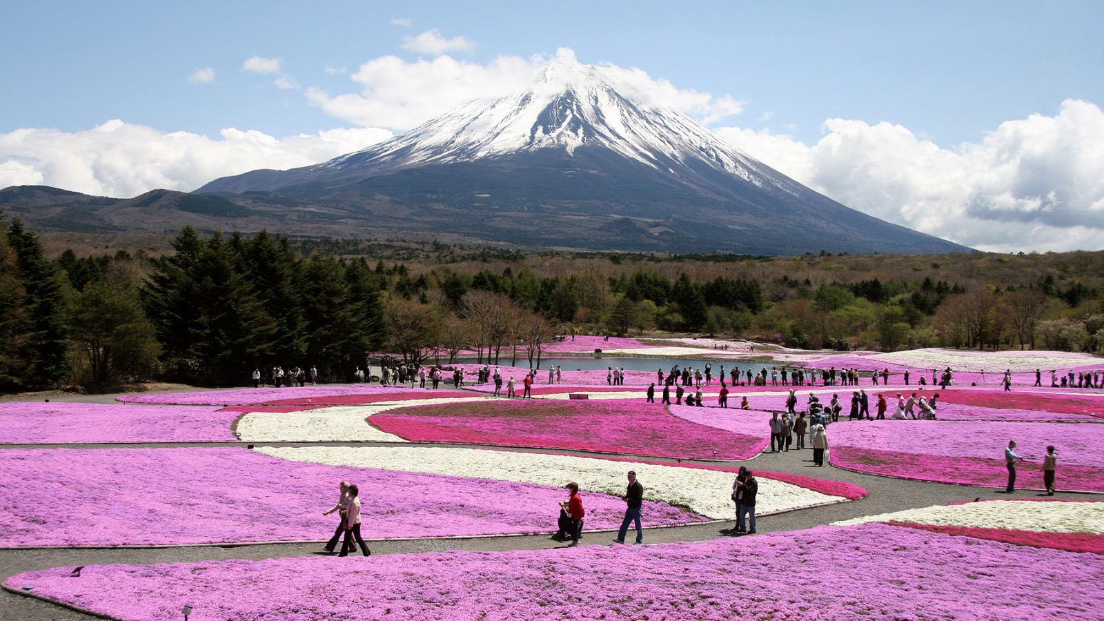 Hình ảnh núi Phú Sĩ vào mùa lễ hội