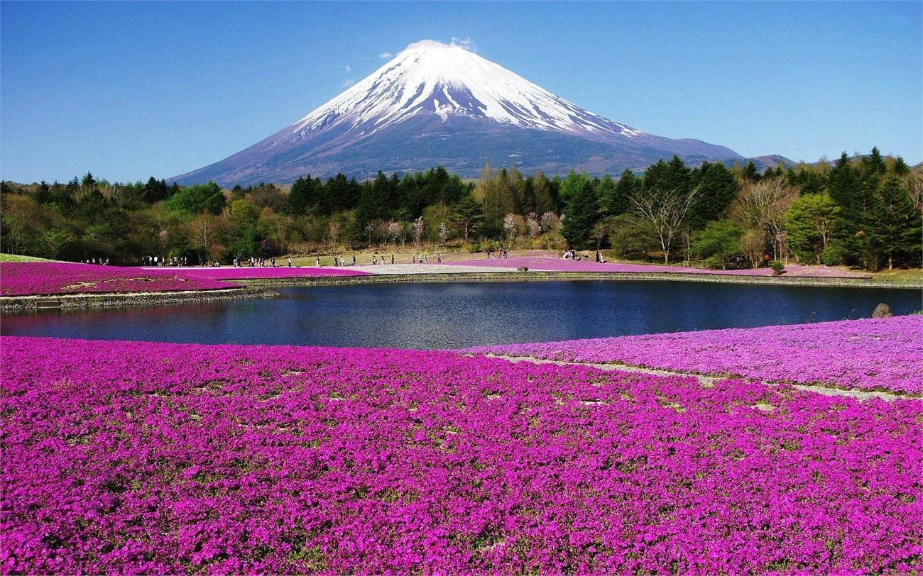 Hình ảnh núi Phú Sĩ với hoa tím