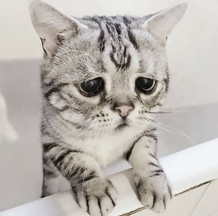 Hình ảnh con mèo buồn