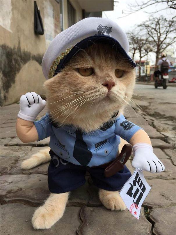 Ảnh mèo làm cảnh sát