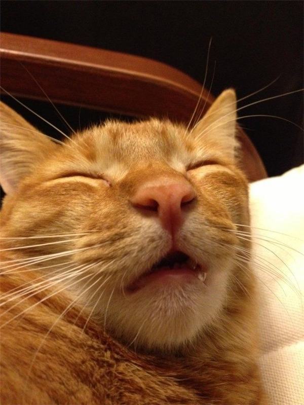 Hình ảnh mèo buồn ngủ
