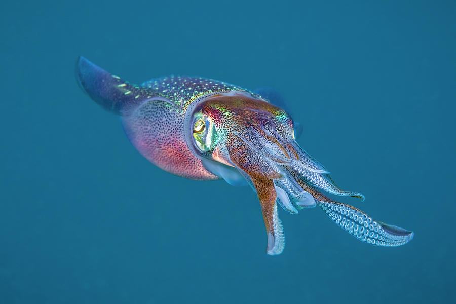 Hình ảnh của một con mực trong đại dương