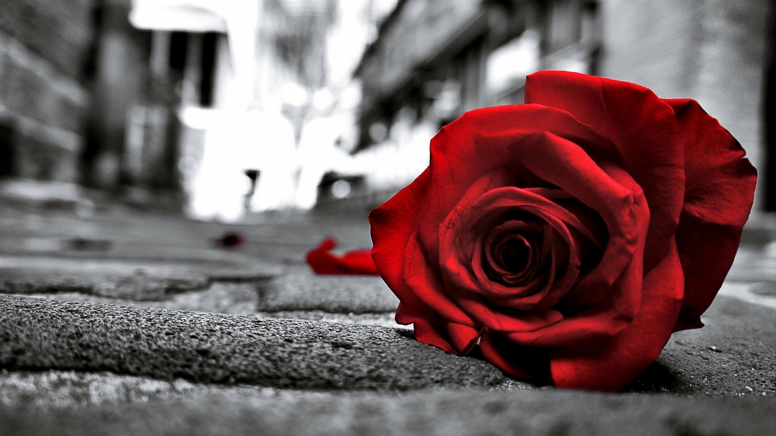Khám phá nhiều hơn 103 hình nền hoa hồng đỏ đẹp nhất tuyệt vời nhất - Tin  học Đông Hòa