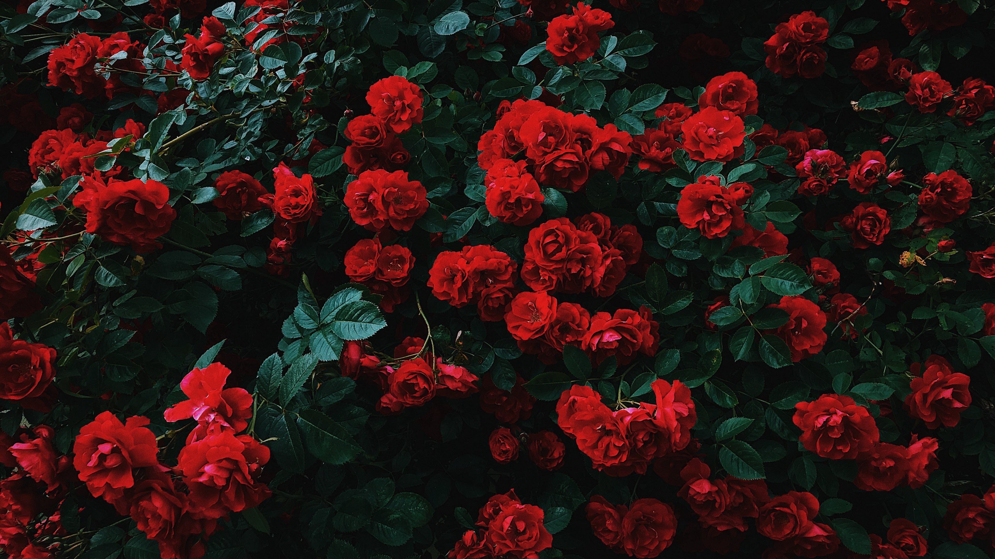 Chia sẻ hơn 66 về hình ảnh vườn hoa hồng hay nhất  cdgdbentreeduvn