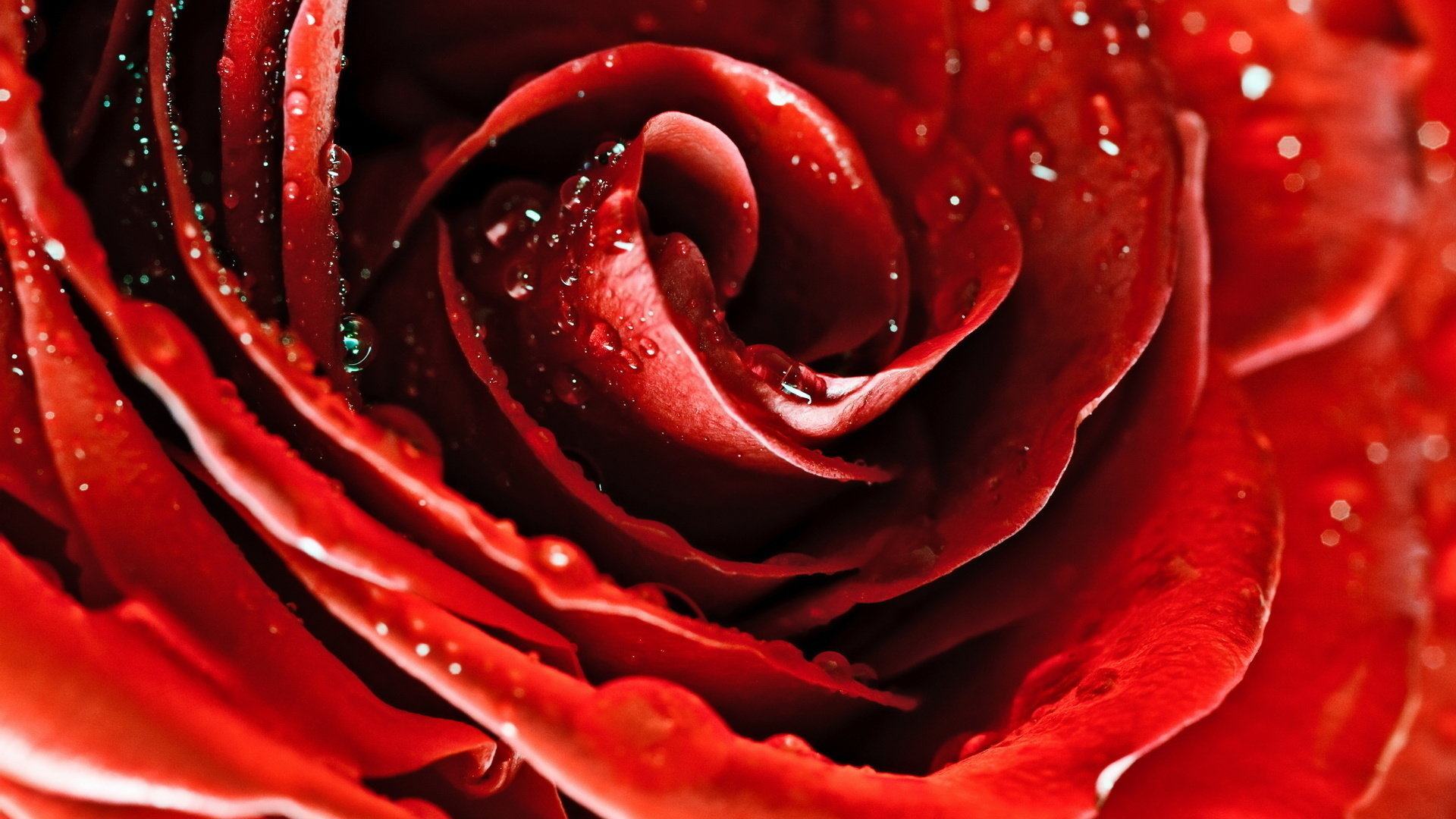 Hình nền hoa hồng đỏ nở rộ tuyệt đẹp
