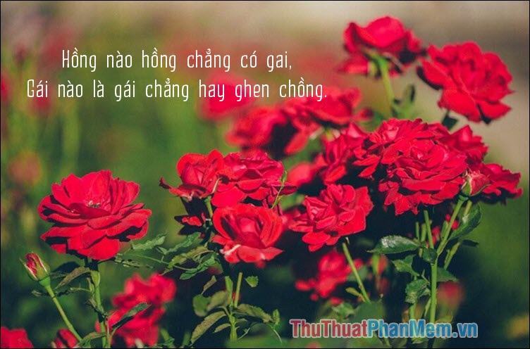 Hoa hồng nào mà không có gai, con gái nào mà không ghen với chồng?