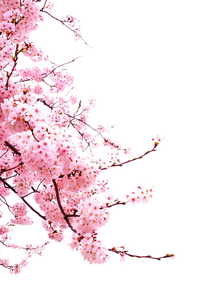 Hình ảnh PNG hoa đào đẹp