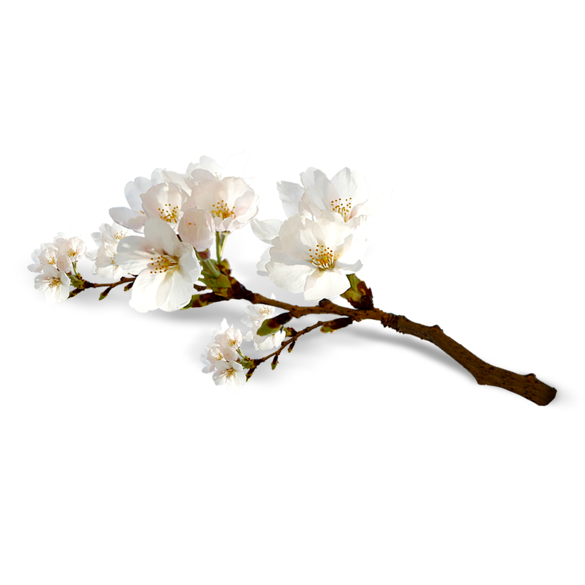 Hình ảnh cành hoa đào trắng