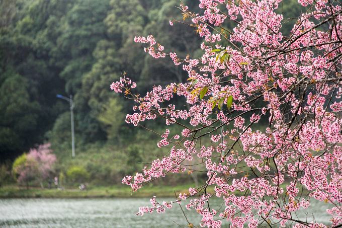 Hoa đào mùa xuân đẹp