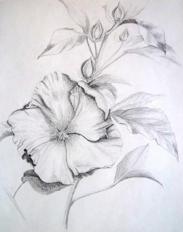 Vẽ hoa bằng bút chì