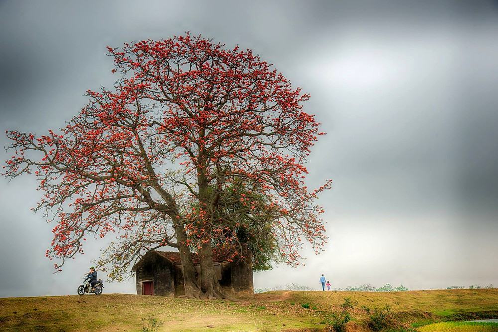 ảnh hoa gạo đẹp nhất