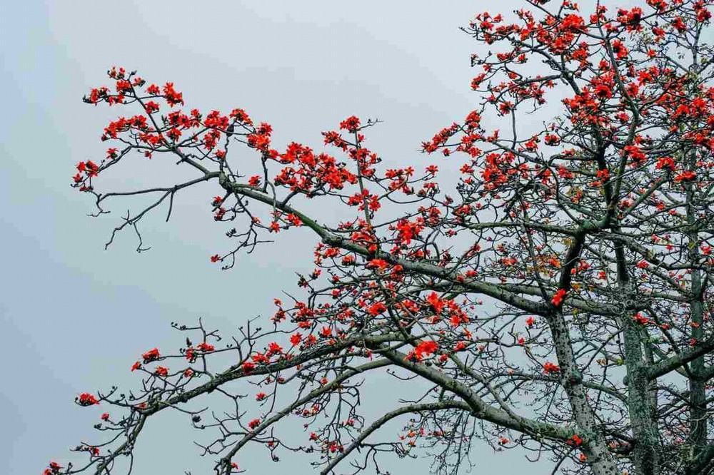 cây hoa gạo đẹp