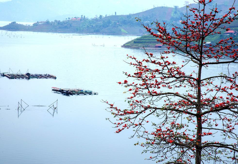 cây hoa gạo