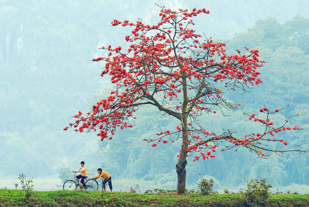 Hình ảnh hoa gạo đỏ