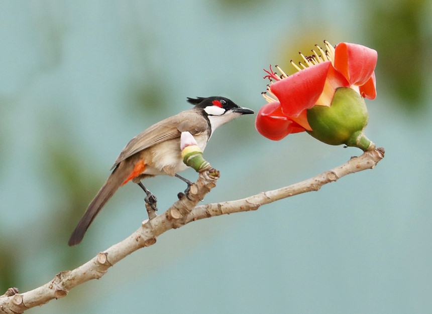 Hình ảnh hoa gạo đẹp nhất