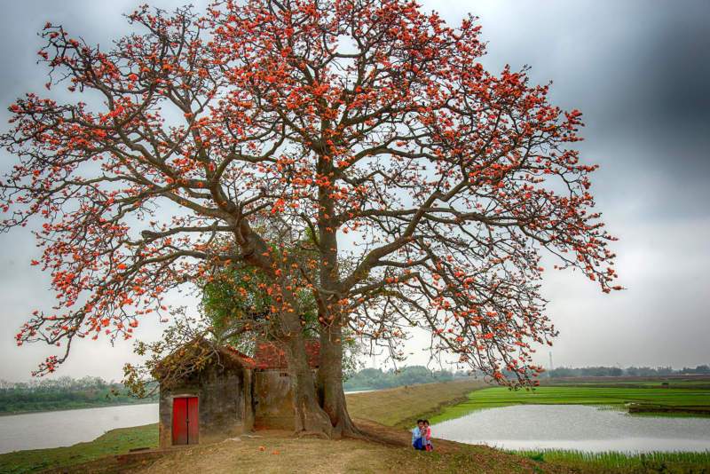 Hình ảnh hoa gạo đỏ đẹp