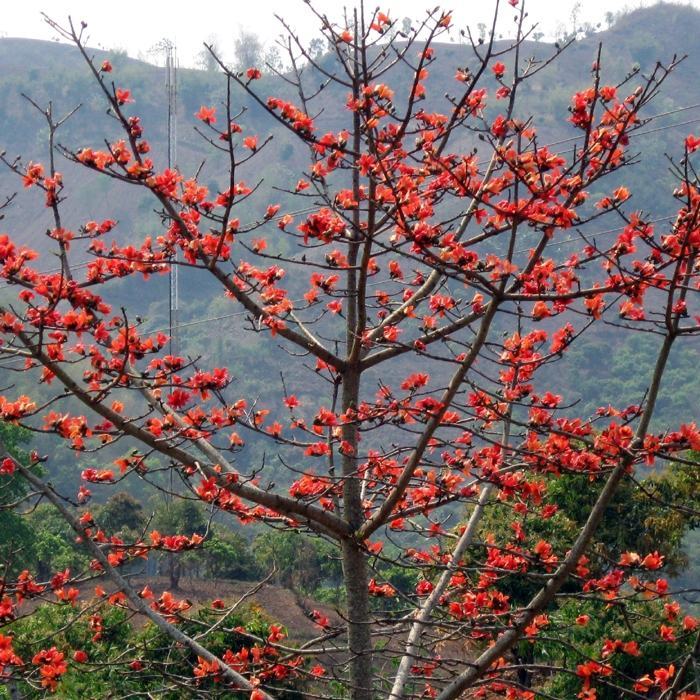 Hình ảnh hoa gạo đẹp