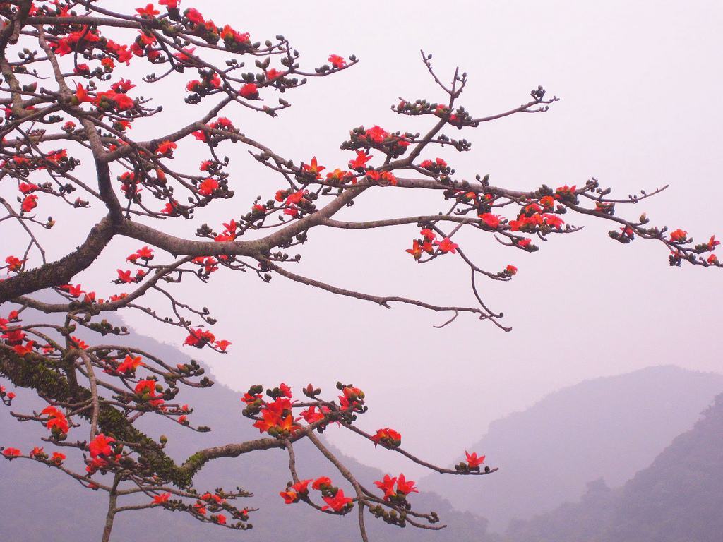 Tháng ba hoa gạo đỏ