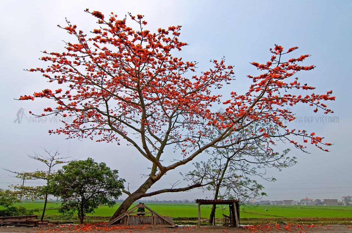 Hoa gạo nở tháng ba