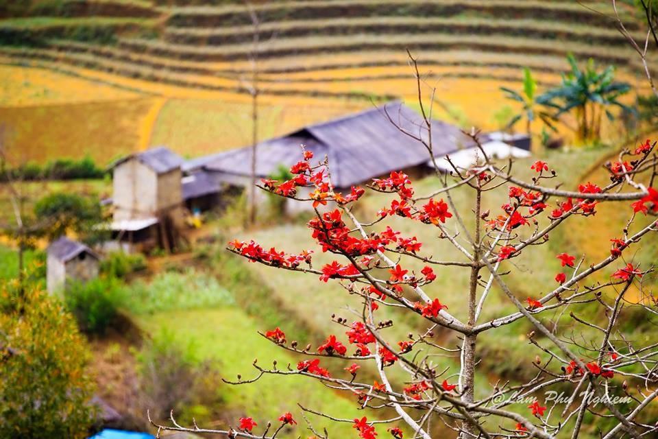 Hoa gạo nở đẹp vào tháng 3