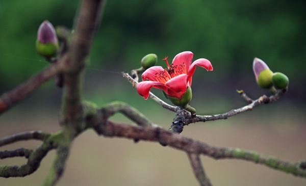 Hoa gạo tháng 3 đẹp nhất