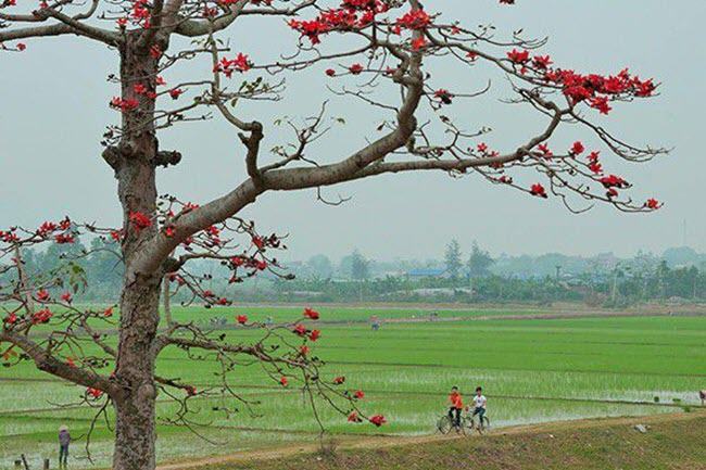 Hoa gạo tháng 3 nở đẹp