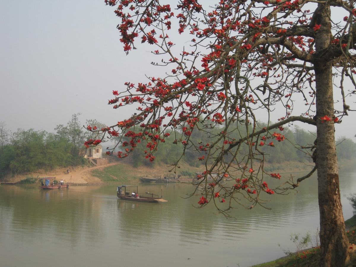 Hoa gạo tháng 3 đẹp