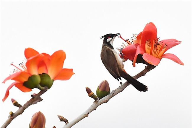 Mùa hoa gạo tháng ba