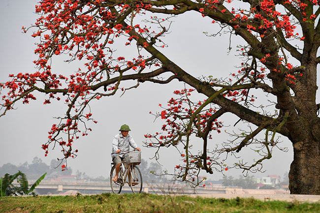 Hình ảnh hoa gạo đẹp