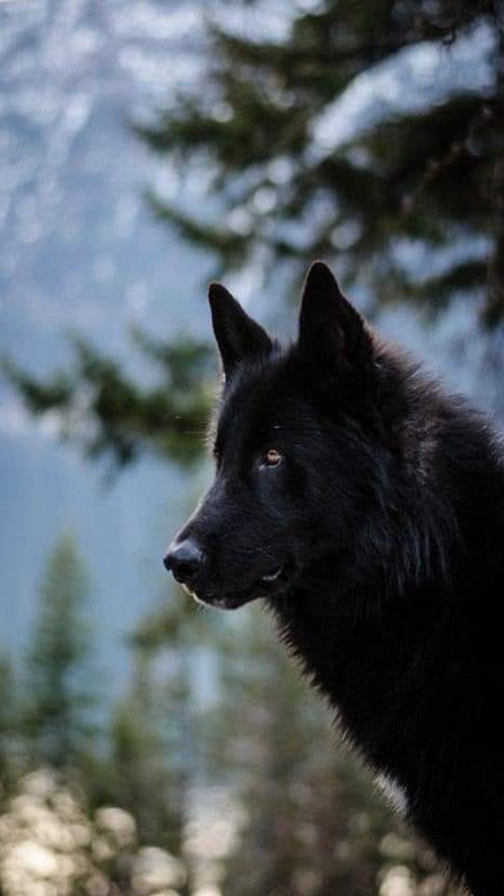 Hình nền sói đen cô đơn