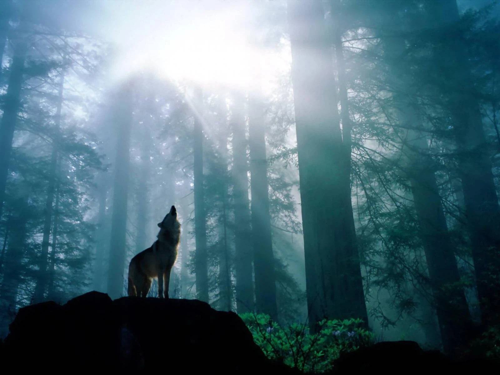 Hình nền sói cô đơn trong rừng