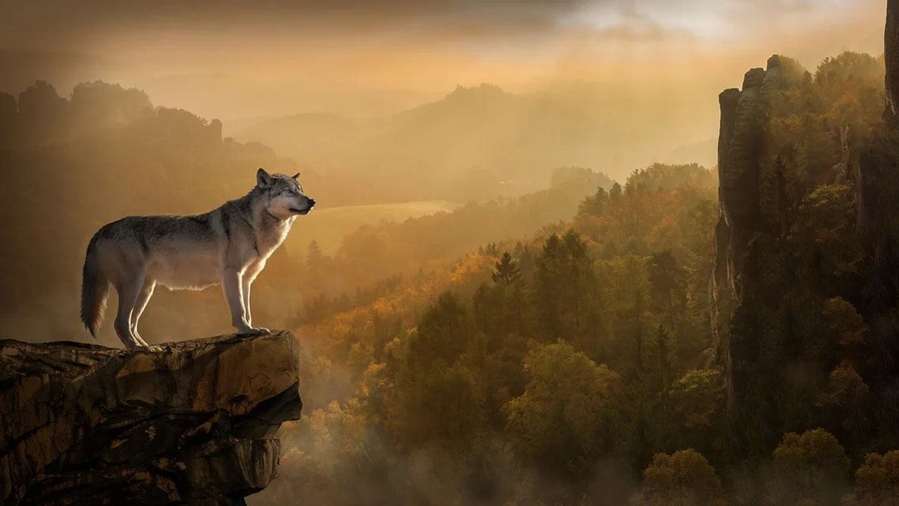 Hình nền sói cô đơn đẹp nhất