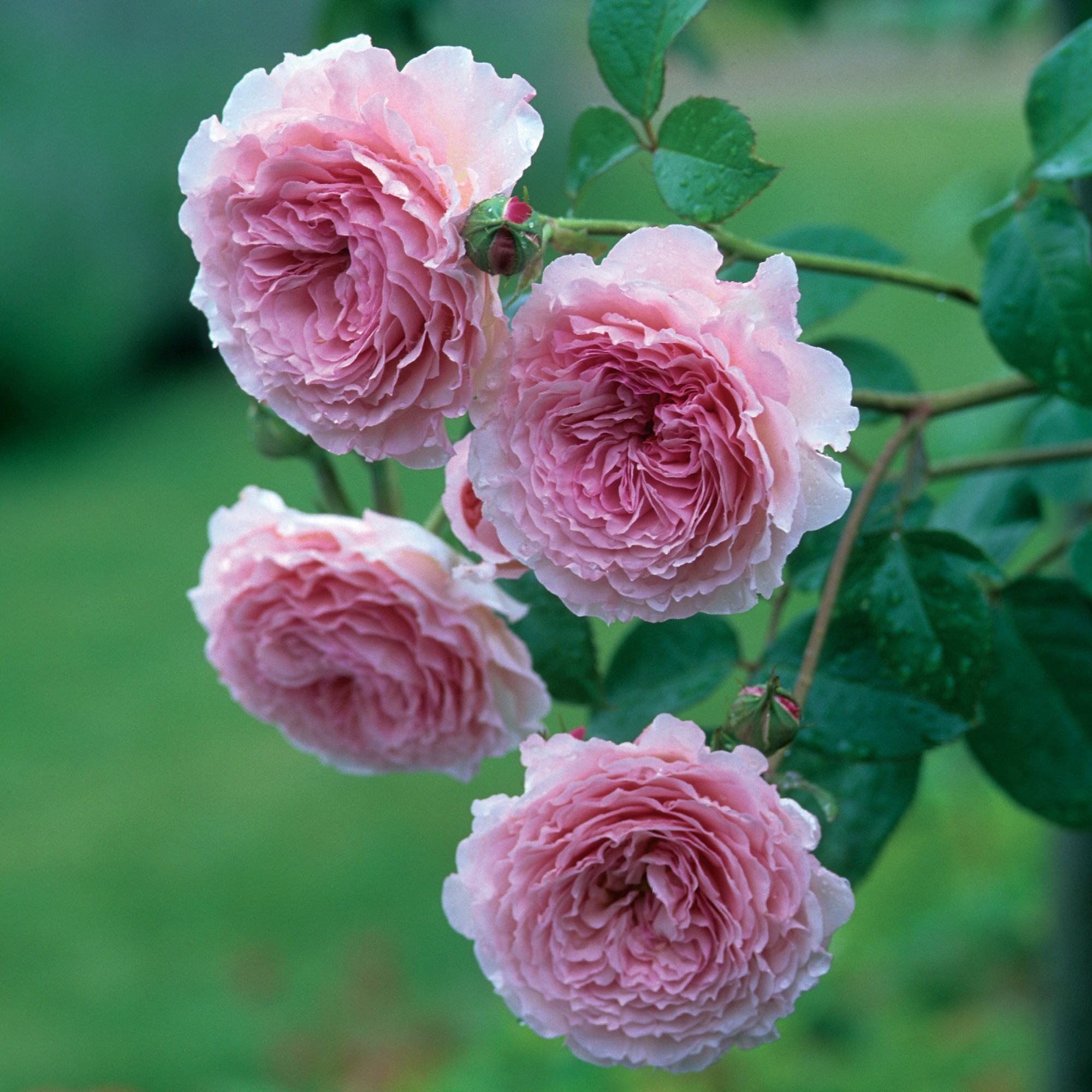 Bốn bông hoa hồng leo màu hồng nhạt