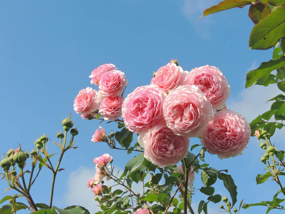 Cây hoa hồng leo màu hồng nhạt