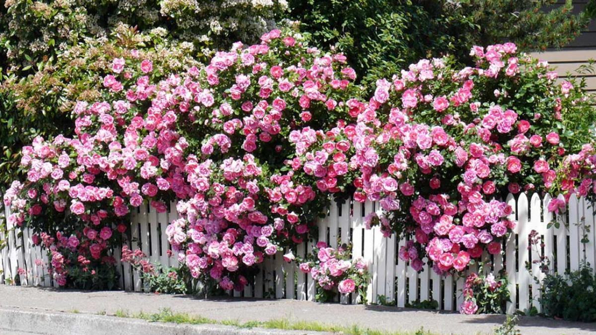 Hàng rào hoa hồng leo đẹp màu hồng