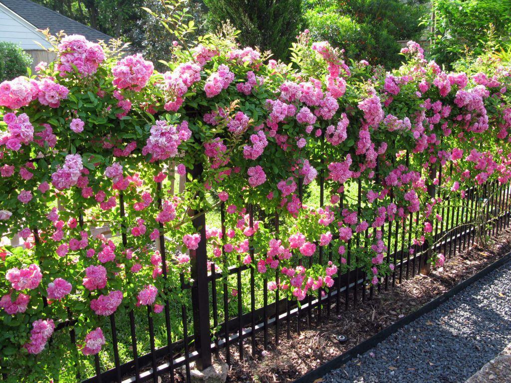 Hàng rào đầy hoa hồng leo đẹp