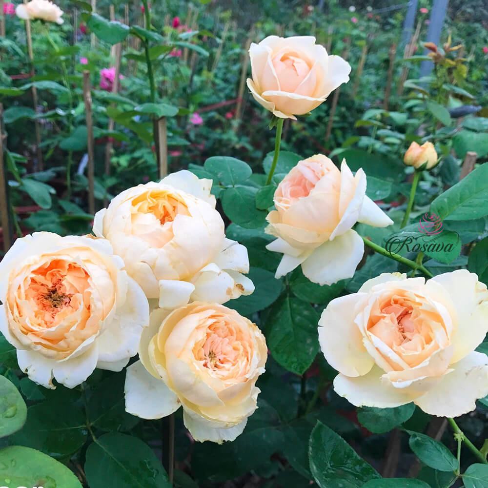 Hình ảnh hoa hồng leo trắng cực đẹp