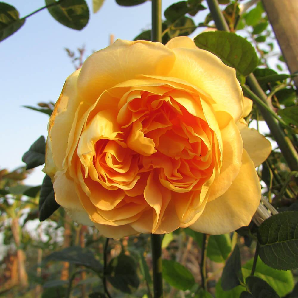 Hình ảnh hoa hồng leo vàng