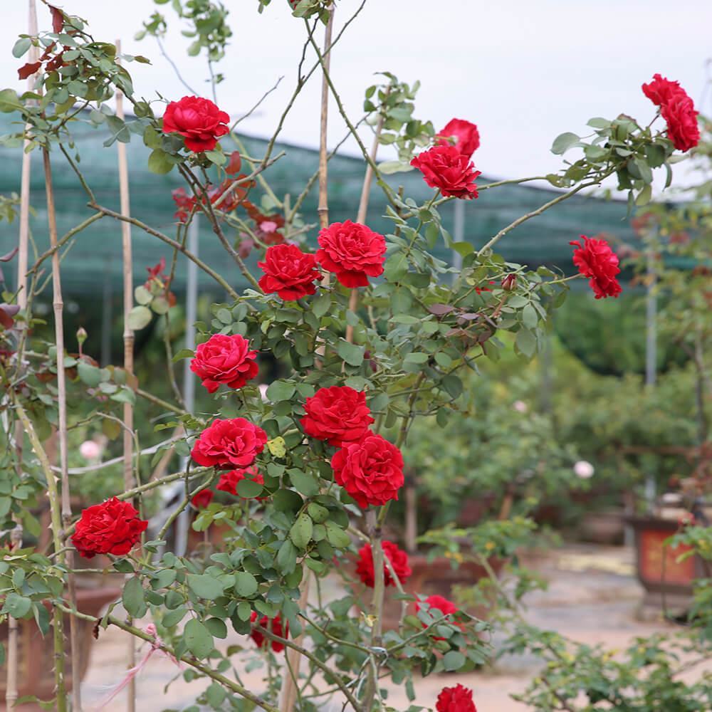 Hình ảnh hoa hồng leo đỏ